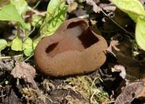 Purpurolivbrauner Becherling, Foto 5