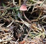 Purpurschneidiger Bluthelmling, Foto 12