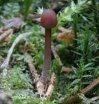 Purpurschneidiger Bluthelmling, Foto 13