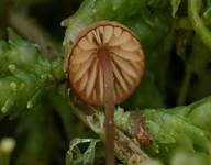 Purpurschneidiger Bluthelmling, Foto 14
