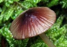 Purpurschneidiger Bluthelmling, Foto 16