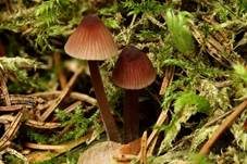 Purpurschneidiger Bluthelmling, Foto 23