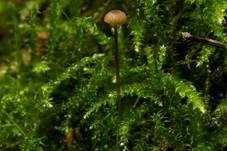 Purpurschneidiger Bluthelmling, Foto 24