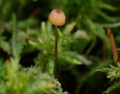 Purpurschneidiger Bluthelmling, Foto 5