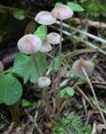 Purpurschneidiger Bluthelmling, Foto 10