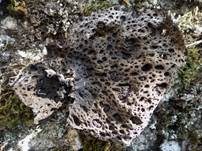 Pustelflechte, Foto 6