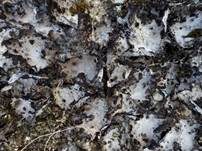 Pustelflechte, Foto 7