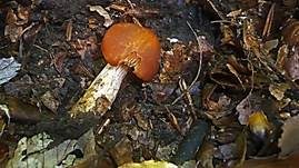 Quittenwasserkopf, Foto 6