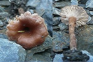 Ranziger Scheinnabeling, Foto 1