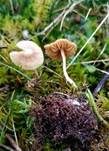 Rasen-Häubling, Foto 9