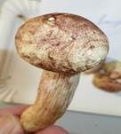 Rasiger Purpurschneckling, Foto 12