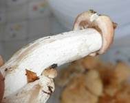 Rasiger Purpurschneckling, Foto 14