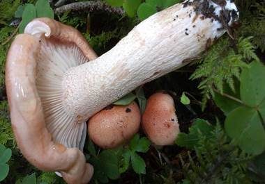 Rasiger Purpurschneckling, Foto 4