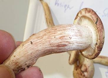 Rasiger Purpurschneckling, Foto 6