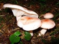 Rasiger Purpurschneckling, Foto 8
