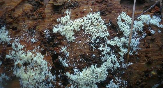 Rasiges Stachelspitzchen, Foto 2