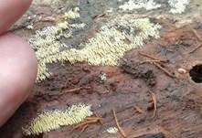 Rasiges Stachelspitzchen, Foto 6
