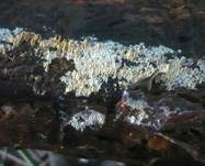Rasiges Stachelspitzchen, Foto 8