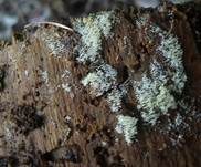 Rasiges Stachelspitzchen, Foto 10