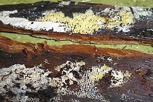 Rasiges Stachelspitzchen, Foto 1