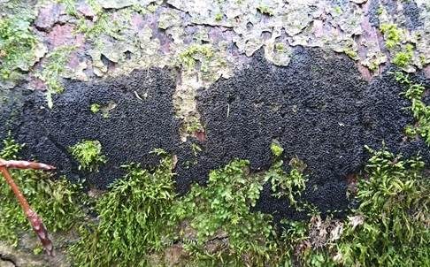 Rasigkrustiger Buchenkugelpilz, Foto 3