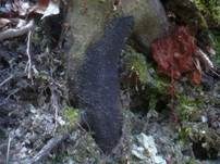 Rasigkrustiger Buchenkugelpilz, Foto 5