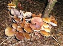 Rauchblättriger Schwefelkopf, Foto 13