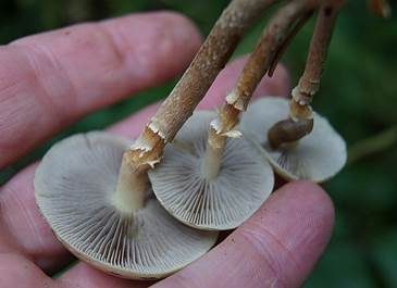 Rauchblättriger Schwefelkopf, Foto 4