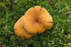 Rauchblättriger Schwefelkopf, Foto 30