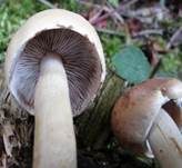 Rauchblättriger Schwefelkopf, Foto 46