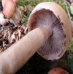 Rauchblättriger Schwefelkopf, Foto 49