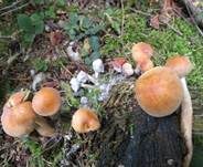 Rauchblättriger Schwefelkopf, Foto 50
