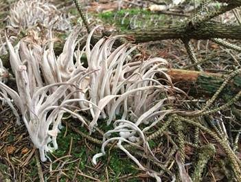 Rauchgraue Keule, Foto 2