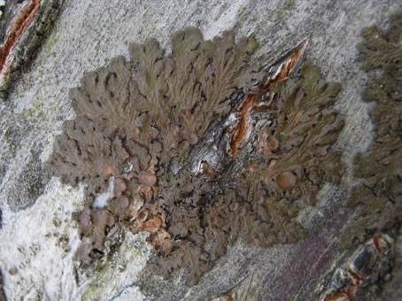 Raue Braunblattflechte, Foto 2