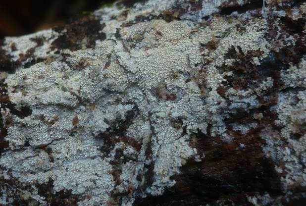 Rauer Zähnchenrindenpilz, Foto 2