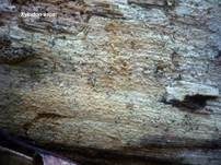 Rauer Zähnchenrindenpilz, Foto 9