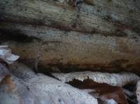 Rauer Zähnchenrindenpilz, Foto 10