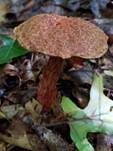 Raufuß-Steinpilz, Foto 12
