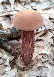 Raufuß-Steinpilz, Foto 13