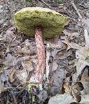 Raufuß-Steinpilz, Foto 15
