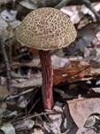 Raufuß-Steinpilz, Foto 16
