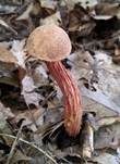 Raufuß-Steinpilz, Foto 18