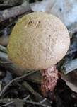 Raufuß-Steinpilz, Foto 11