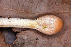Raupenkernkeule, Foto 8