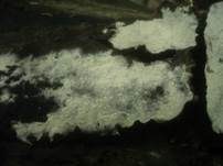 Rausporiges Filzgewebe, Foto 5