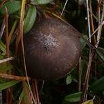 Rautensporiger Rasling, Foto 7