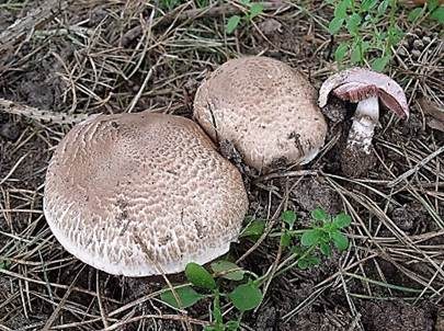 Rebhuhnchampignon, Foto 2