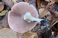 Rebhuhnchampignon, Foto 12