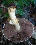 Rebhuhnchampignon, Foto 6
