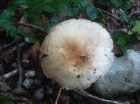 Rebhuhnchampignon, Foto 7